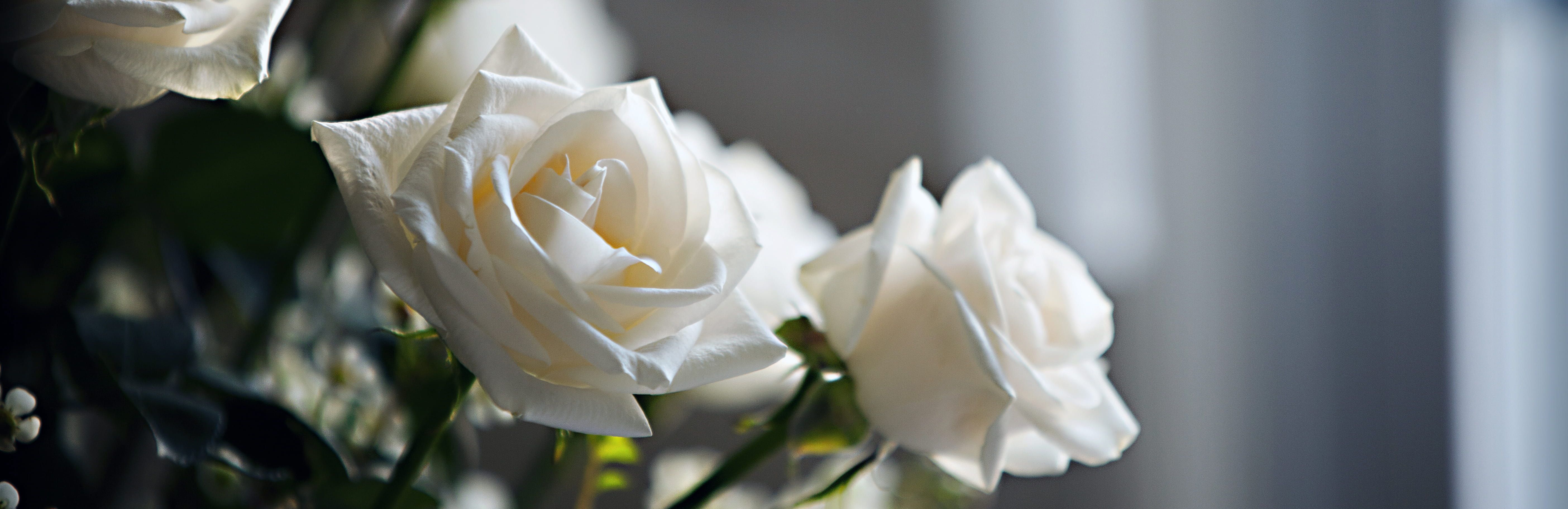 A close-up of a bouquet of white roses, set against a softly blurred background.